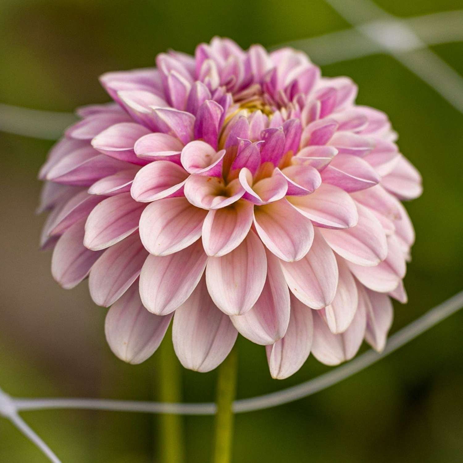Dahlie 'Pink Silk'